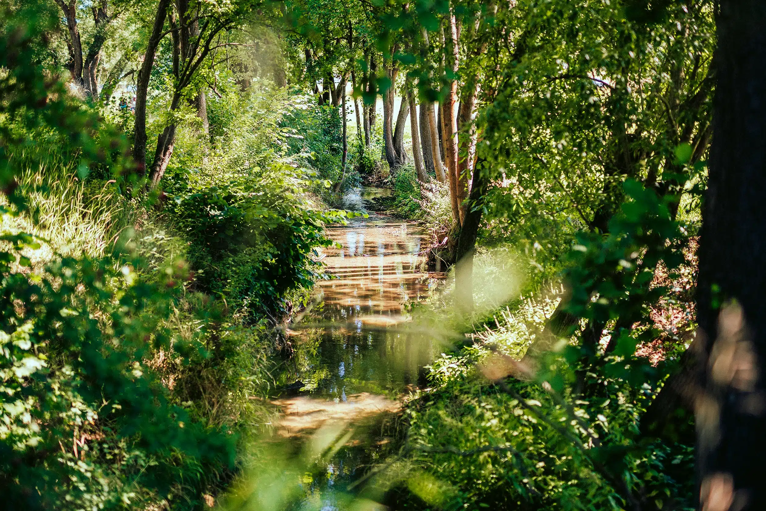 Bachlauf im Saale-Orla-Kreis mit bewachsenem Ufer und saftigen Bäumen auf beiden Seiten
