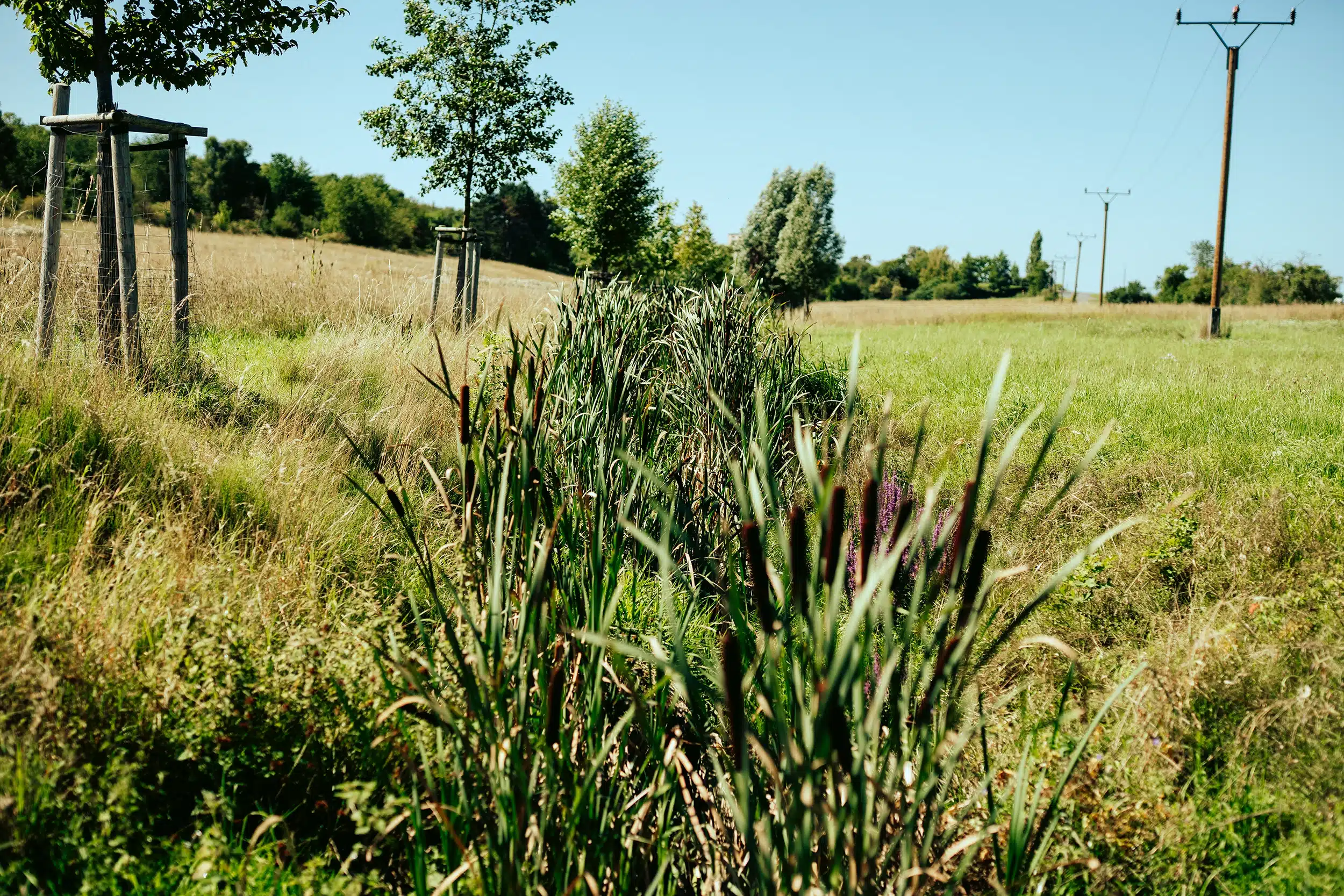 Uferbegrünung Saale-Orla kreis – Gewässerunterhaltungsverband Obere Saale:Orla
