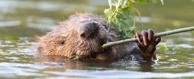 Quelle: Leopold Kanzler