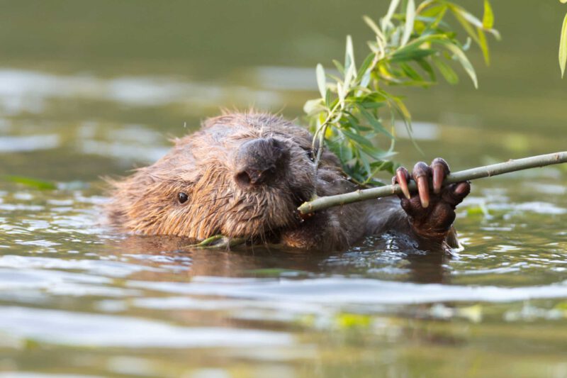 Quelle: Leopold Kanzler